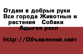 Отдам в добрые руки  - Все города Животные и растения » Собаки   . Адыгея респ.